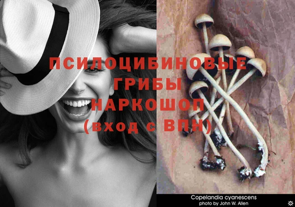 стаф Медногорск